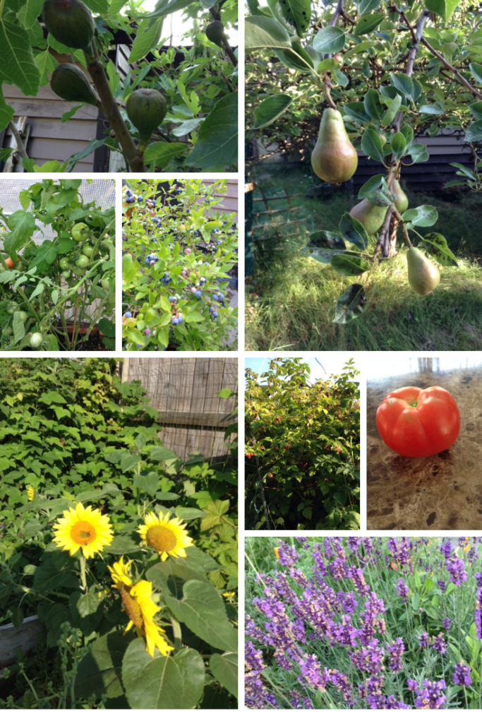 How does having a garden relate to debt reduction? Spendaholics Anonymous